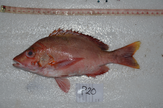 عکس عای هما ظفرقاسم پور2- با استفاده از کامپوننت